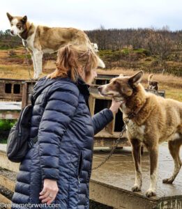 nicko cruises 15-Tage-Kreuzfahrt von Kiel bis zum Nordkap − Polarkreis entdecken mit VASCO DA GAMA_Schlittenhunde im Villmarkssenter Tromsø auf der ›Walinsel‹ Kvaløya