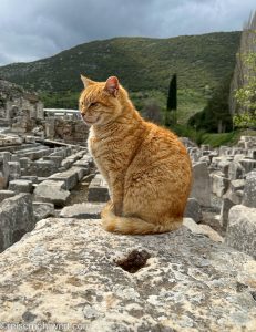 nicko cruises 11-Tage-Mittelmeerkreuzfahrt Athen bis Istanbul mit VASCO DA GAMA_Katze in den Ruinen von Ephesos