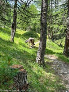 Schweizer Kuh beim Grasen im Lärchenwald im Fextal_Entdeckungstour durch das malerische Engadin