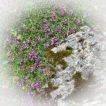 Blühender Alpen-Thymian (Fextal)_Entdeckungstour durch das malerische Engadin