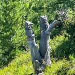 Unterwegs mit dem Sessellift zum Pontresiner Steinbockparadies Alp Languard_Entdeckungstour durch das malerische Engadin