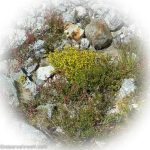 Alpine Steingewächse am Monteratschgletscherpfad_Entdeckungstour durch das malerische Engadin